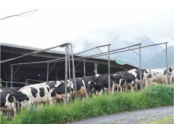 Peternakan Sapi Greenfields yang Menghasilkan Susu Berkualitas